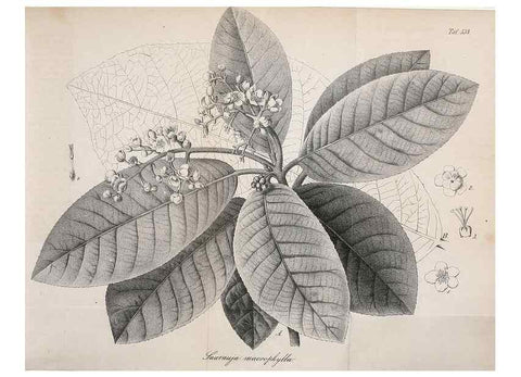 Reproducción/Reproduction 49697739653: Gartenflora.. Erlangen :F. Enke,1852-1940.. 