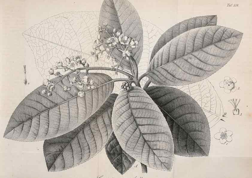 Reproducción/Reproduction 49697739653: Gartenflora.. Erlangen :F. Enke,1852-1940.. 