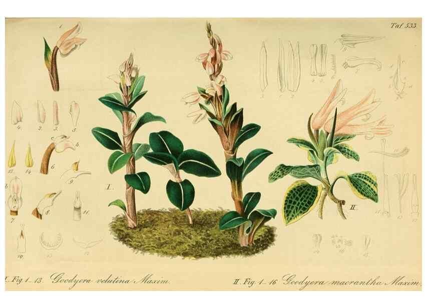 Reproducción/Reproduction 49698271766: Gartenflora.. Erlangen :F. Enke,1852-1940.. 