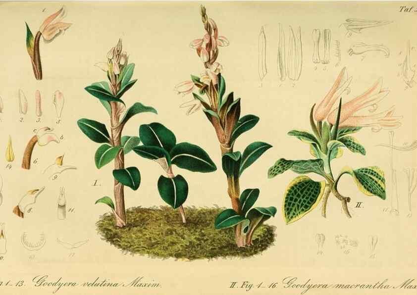 Reproducción/Reproduction 49698271766: Gartenflora.. Erlangen :F. Enke,1852-1940.. 