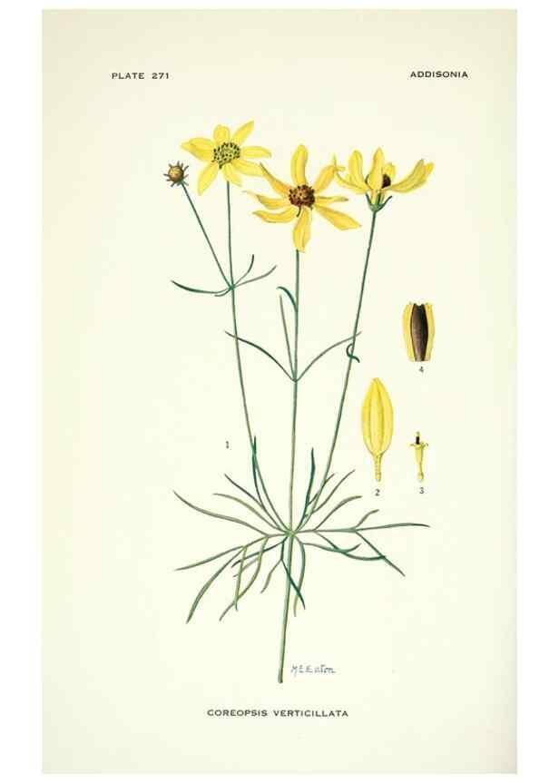 Reproducción/Reproduction 49694554026: Addisonia :. New York :New York Botanical Garden,1916-[1964].. 