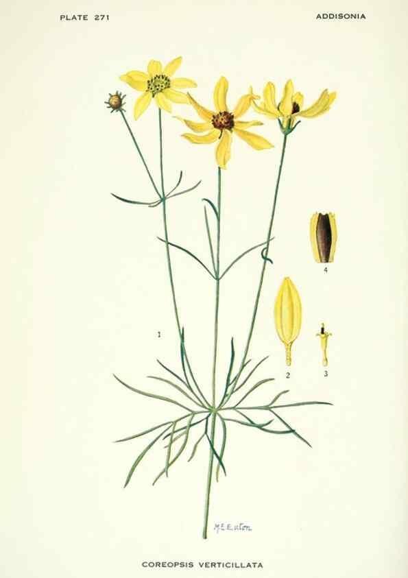 Reproducción/Reproduction 49694554026: Addisonia :. New York :New York Botanical Garden,1916-[1964].. 