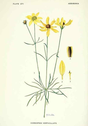 Reproducción/Reproduction 49694554026: Addisonia :. New York :New York Botanical Garden,1916-[1964].. 
