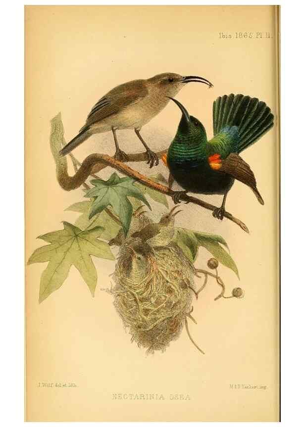 Reproducción/Reproduction 49695367137: Ibis.. [London]Published for the British Ornithologists' Union by Academic Press.. 
