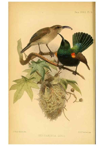 Reproducción/Reproduction 49695367137: Ibis.. [London]Published for the British Ornithologists' Union by Academic Press.. 