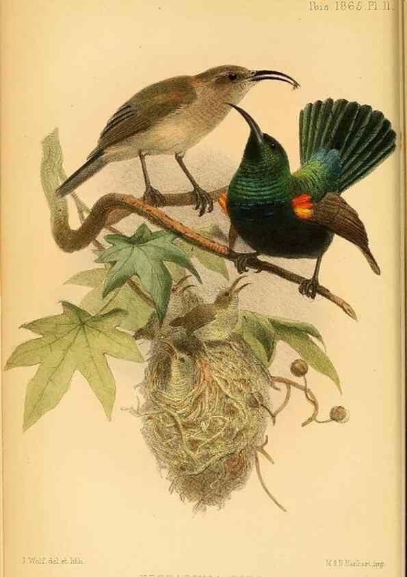 Reproducción/Reproduction 49695367137: Ibis.. [London]Published for the British Ornithologists' Union by Academic Press.. 