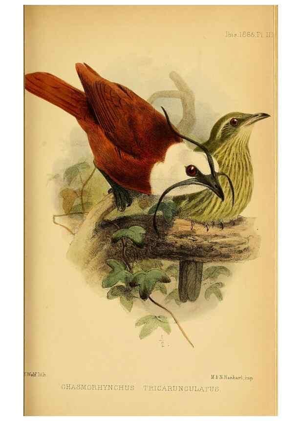 Reproducción/Reproduction 49694522848: Ibis.. [London]Published for the British Ornithologists' Union by Academic Press.. 