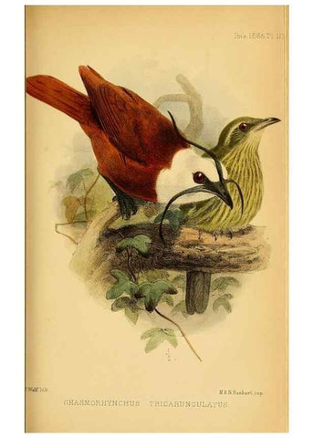 Reproducción/Reproduction 49694522848: Ibis.. [London]Published for the British Ornithologists' Union by Academic Press.. 