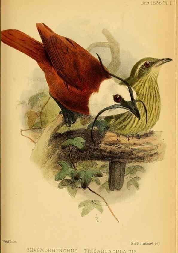 Reproducción/Reproduction 49694522848: Ibis.. [London]Published for the British Ornithologists' Union by Academic Press.. 