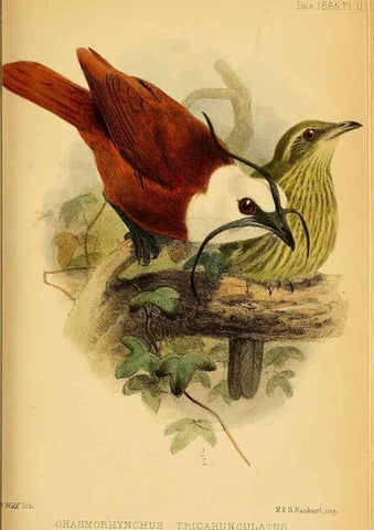 Reproducción/Reproduction 49694522848: Ibis.. [London]Published for the British Ornithologists' Union by Academic Press.. 