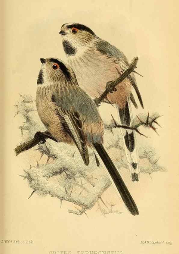 Reproducción/Reproduction 49694523243: Ibis.. [London]Published for the British Ornithologists' Union by Academic Press.. 