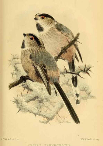 Reproducción/Reproduction 49694523243: Ibis.. [London]Published for the British Ornithologists' Union by Academic Press.. 