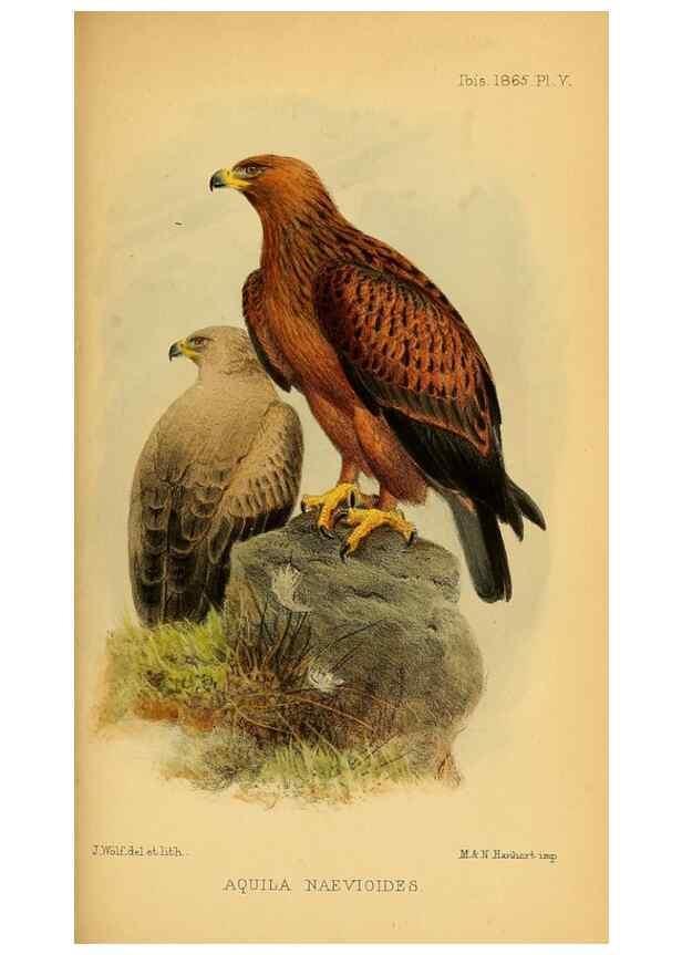 Reproducción/Reproduction 49695063061: Ibis.. [London]Published for the British Ornithologists' Union by Academic Press.. 