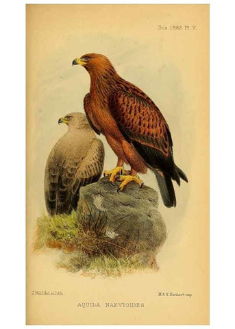 Reproducción/Reproduction 49695063061: Ibis.. [London]Published for the British Ornithologists' Union by Academic Press.. 