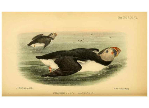 Reproducción/Reproduction 49694523958: Ibis.. [London]Published for the British Ornithologists' Union by Academic Press.. 