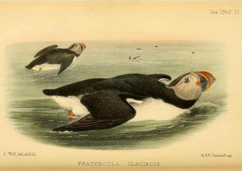Reproducción/Reproduction 49694523958: Ibis.. [London]Published for the British Ornithologists' Union by Academic Press.. 