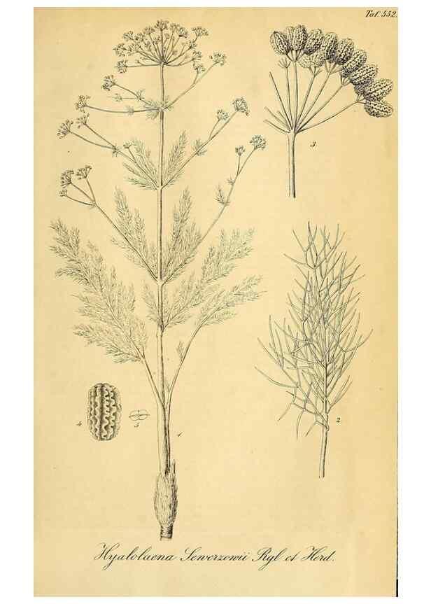 Reproducción/Reproduction 49698582257: Gartenflora.. Erlangen :F. Enke,1852-1940.. 