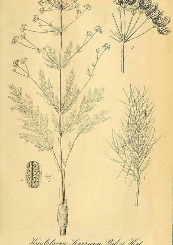 Reproducción/Reproduction 49698582257: Gartenflora.. Erlangen :F. Enke,1852-1940.. 