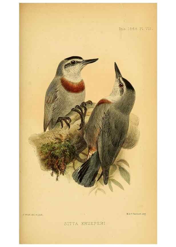 Reproducción/Reproduction 49694524333: Ibis.. [London]Published for the British Ornithologists' Union by Academic Press.. 