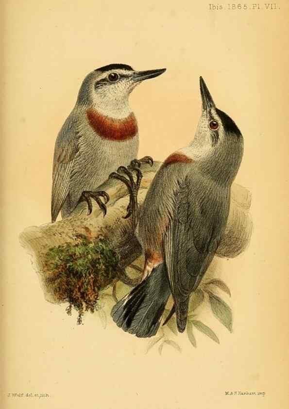 Reproducción/Reproduction 49694524333: Ibis.. [London]Published for the British Ornithologists' Union by Academic Press.. 
