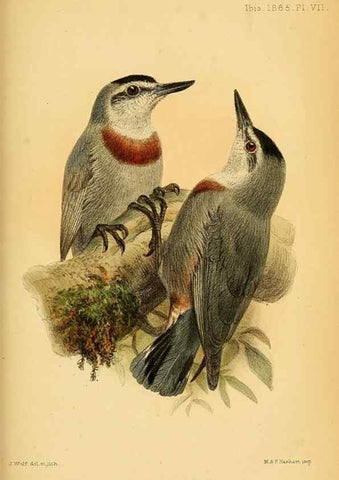 Reproducción/Reproduction 49694524333: Ibis.. [London]Published for the British Ornithologists' Union by Academic Press.. 