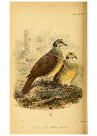 Reproducción/Reproduction 49694524918: Ibis.. [London]Published for the British Ornithologists' Union by Academic Press.. 