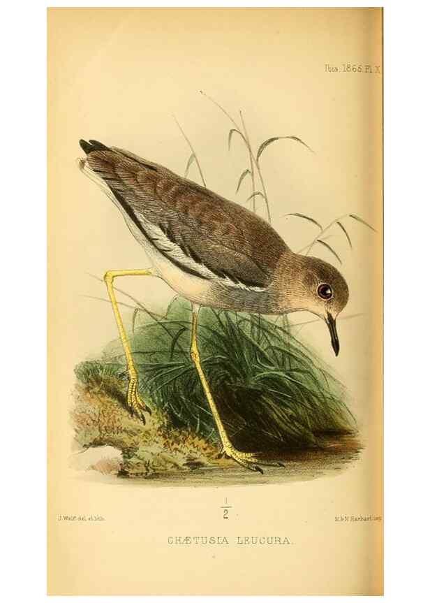 Reproducción/Reproduction 49694525243: Ibis.. [London]Published for the British Ornithologists' Union by Academic Press.. 