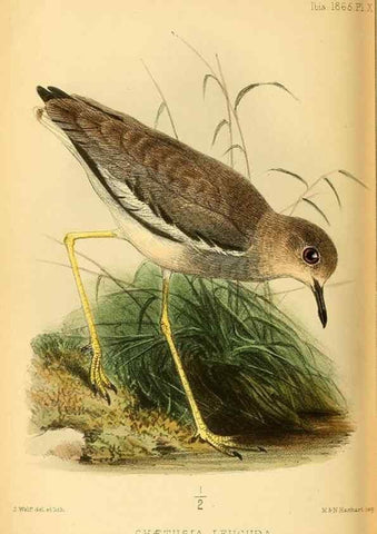 Reproducción/Reproduction 49694525243: Ibis.. [London]Published for the British Ornithologists' Union by Academic Press.. 