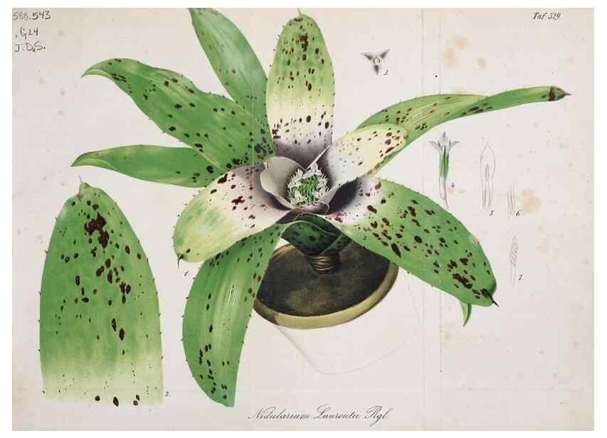Reproducción/Reproduction 49698270756: Gartenflora.. Erlangen :F. Enke,1852-1940.. 