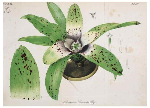 Reproducción/Reproduction 49698270756: Gartenflora.. Erlangen :F. Enke,1852-1940.. 