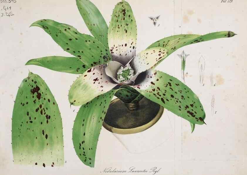 Reproducción/Reproduction 49698270756: Gartenflora.. Erlangen :F. Enke,1852-1940.. 