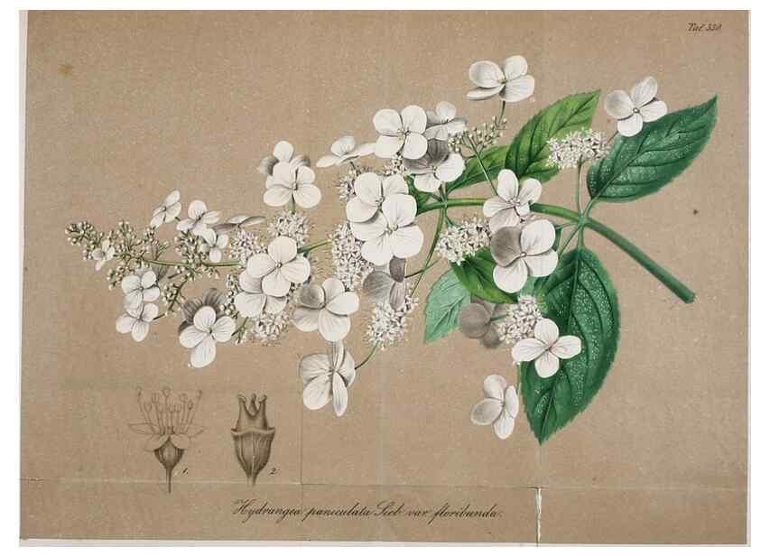 Reproducción/Reproduction 49698576437: Gartenflora.. Erlangen :F. Enke,1852-1940.. 
