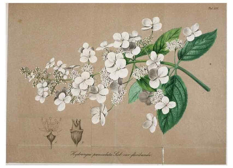 Reproducción/Reproduction 49698576437: Gartenflora.. Erlangen :F. Enke,1852-1940.. 