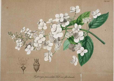 Reproducción/Reproduction 49698576437: Gartenflora.. Erlangen :F. Enke,1852-1940.. 