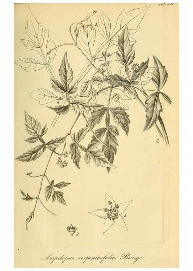 Reproducción/Reproduction 49697738993: Gartenflora.. Erlangen :F. Enke,1852-1940.. 