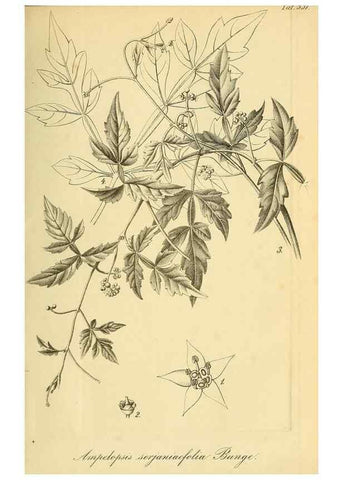 Reproducción/Reproduction 49697738993: Gartenflora.. Erlangen :F. Enke,1852-1940.. 