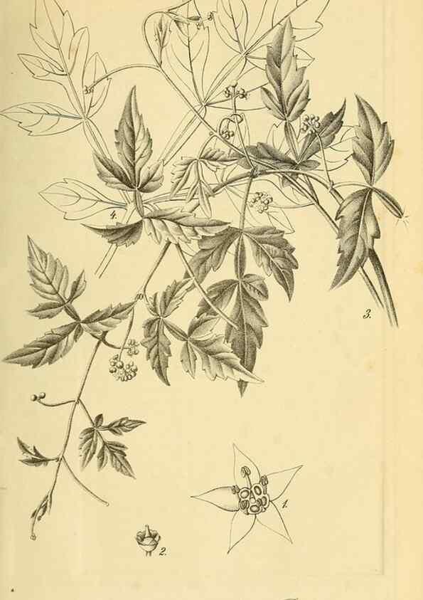 Reproducción/Reproduction 49697738993: Gartenflora.. Erlangen :F. Enke,1852-1940.. 