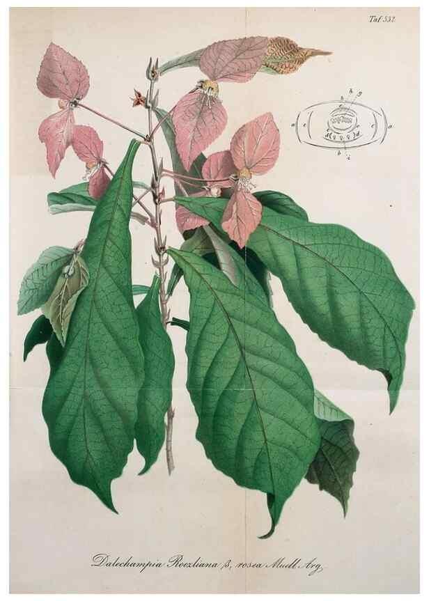 Reproducción/Reproduction 49697739238: Gartenflora.. Erlangen :F. Enke,1852-1940.. 