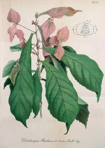 Reproducción/Reproduction 49697739238: Gartenflora.. Erlangen :F. Enke,1852-1940.. 