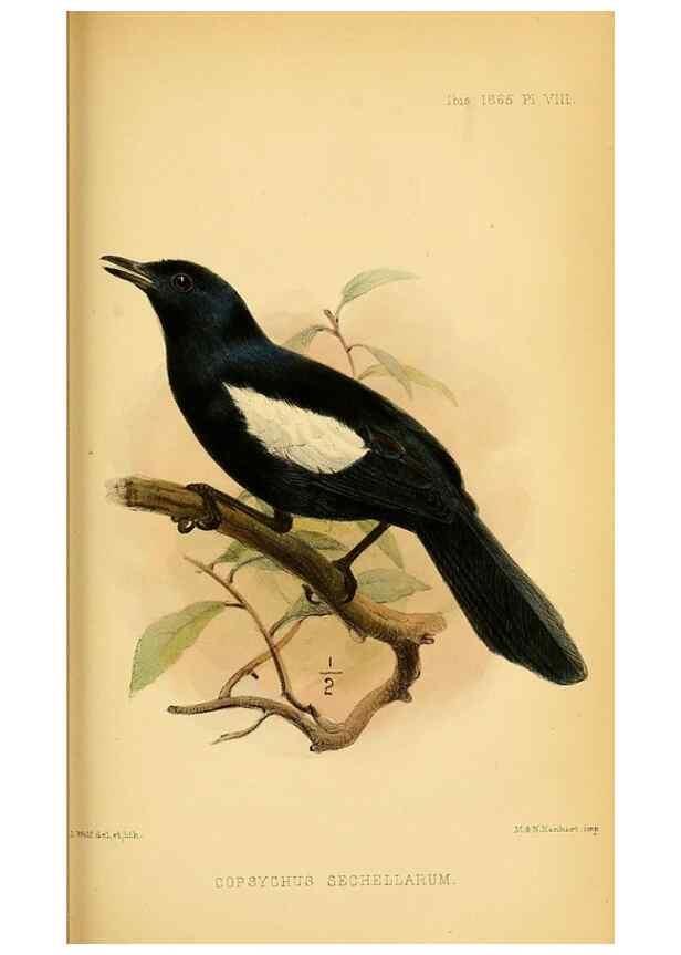 Reproducción/Reproduction 49695369332: Ibis.. [London]Published for the British Ornithologists' Union by Academic Press.. 