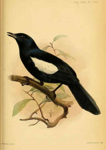 Reproducción/Reproduction 49695369332: Ibis.. [London]Published for the British Ornithologists' Union by Academic Press.. 