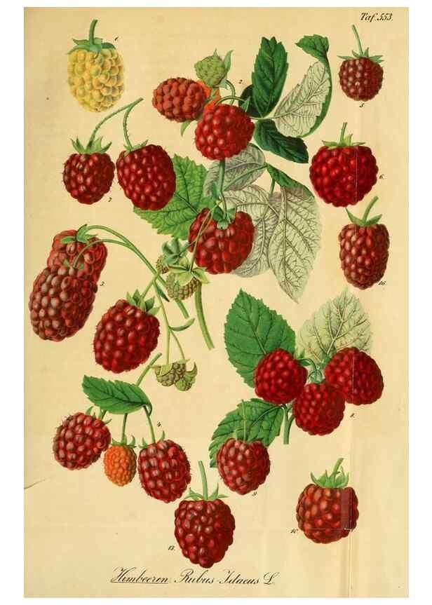 Reproducción/Reproduction 49697745218: Gartenflora.. Erlangen :F. Enke,1852-1940.. 