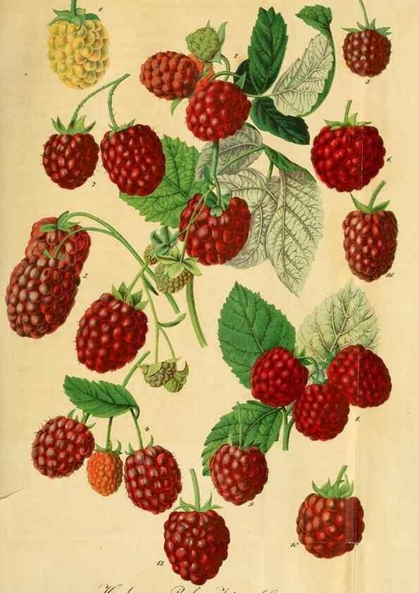 Reproducción/Reproduction 49697745218: Gartenflora.. Erlangen :F. Enke,1852-1940.. 
