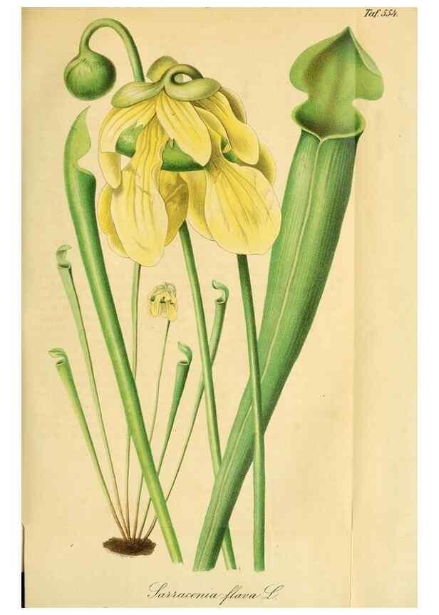 Reproducción/Reproduction 49698277436: Gartenflora.. Erlangen :F. Enke,1852-1940.. 