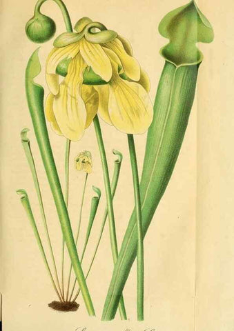 Reproducción/Reproduction 49698277436: Gartenflora.. Erlangen :F. Enke,1852-1940.. 