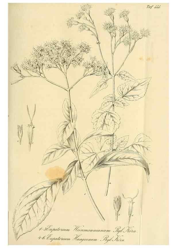 Reproducción/Reproduction 49697745788: Gartenflora.. Erlangen :F. Enke,1852-1940.. 