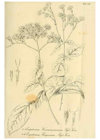 Reproducción/Reproduction 49697745788: Gartenflora.. Erlangen :F. Enke,1852-1940.. 