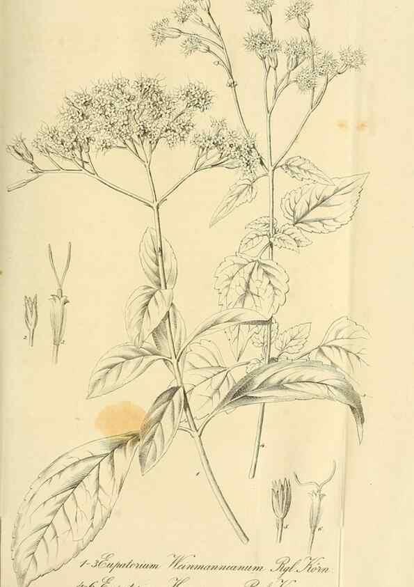 Reproducción/Reproduction 49697745788: Gartenflora.. Erlangen :F. Enke,1852-1940.. 