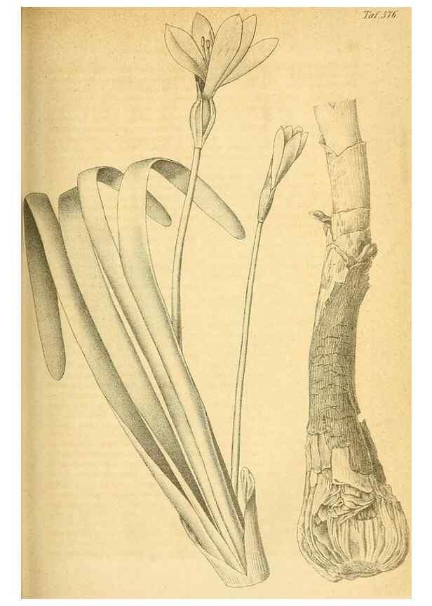 Reproducción/Reproduction 49698499646: Gartenflora.. Erlangen :F. Enke,1852-1940.. 