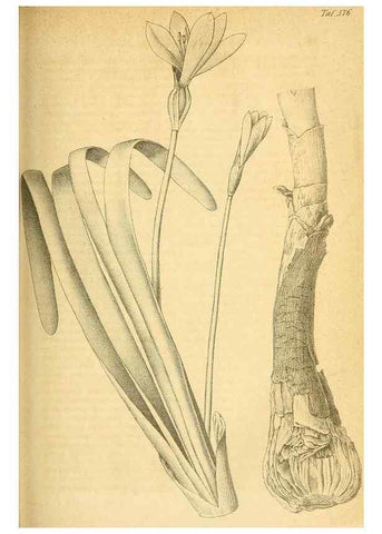 Reproducción/Reproduction 49698499646: Gartenflora.. Erlangen :F. Enke,1852-1940.. 